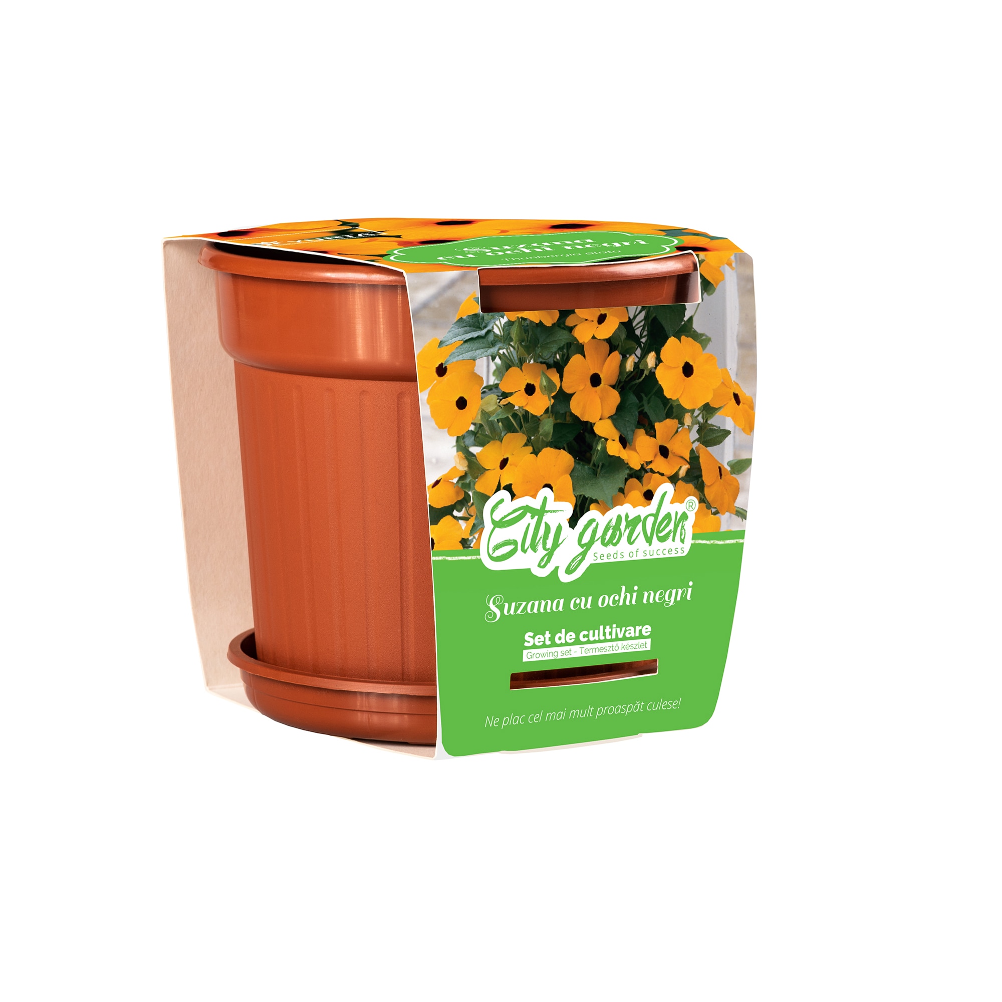 Flori Thunbergia Alata Ghiveci