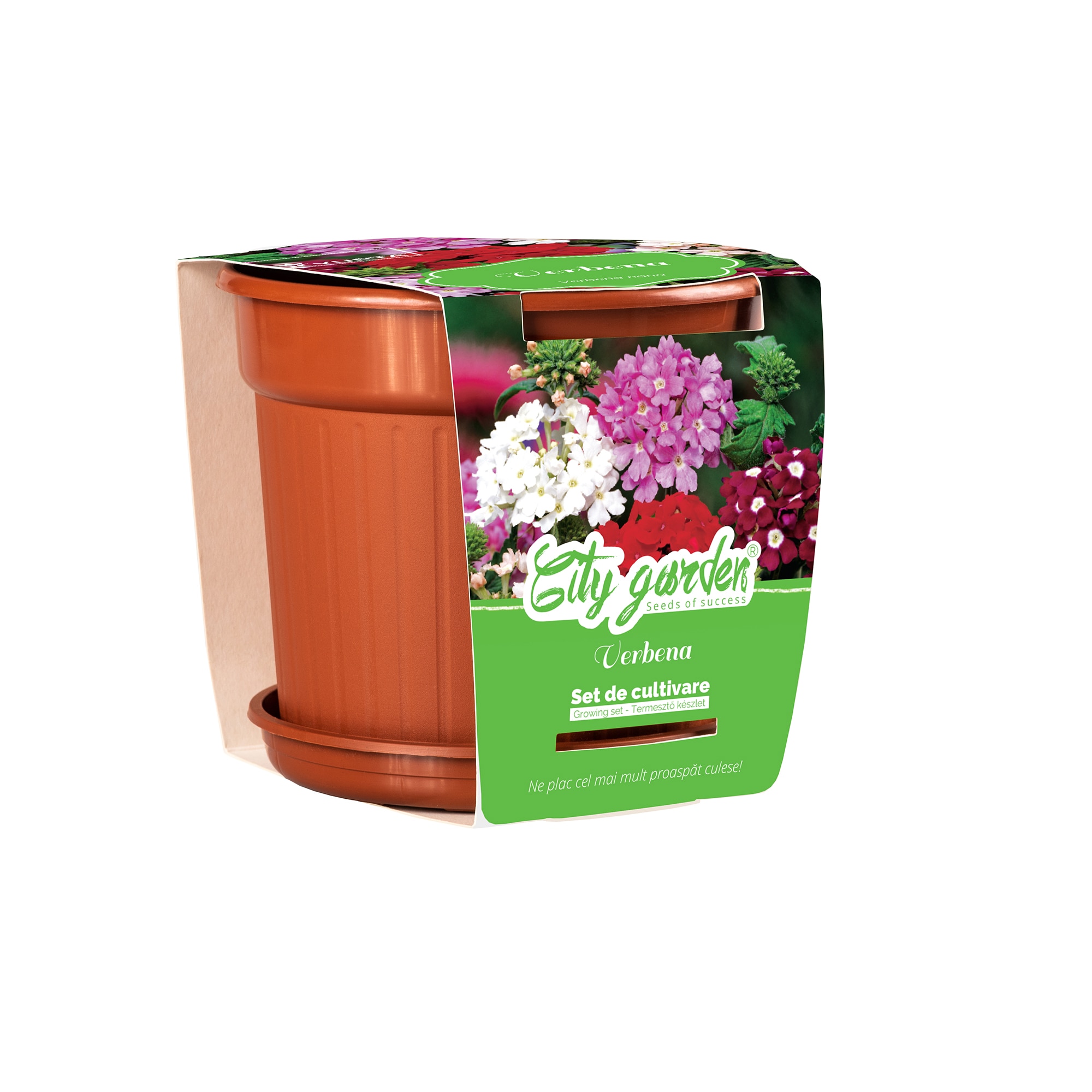 Flori Verbena Nana Mixt Ghiveci