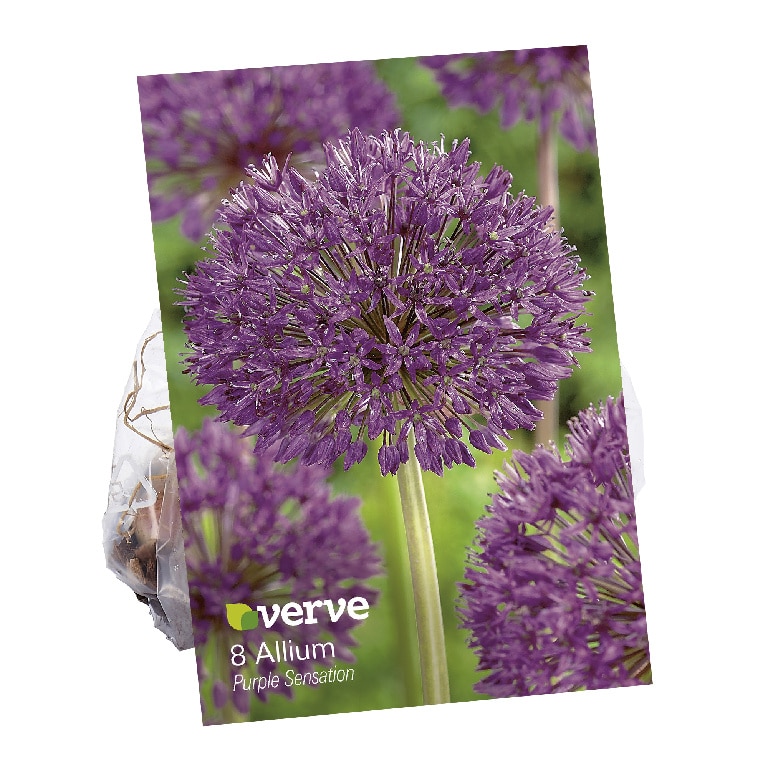 Flori mici allium