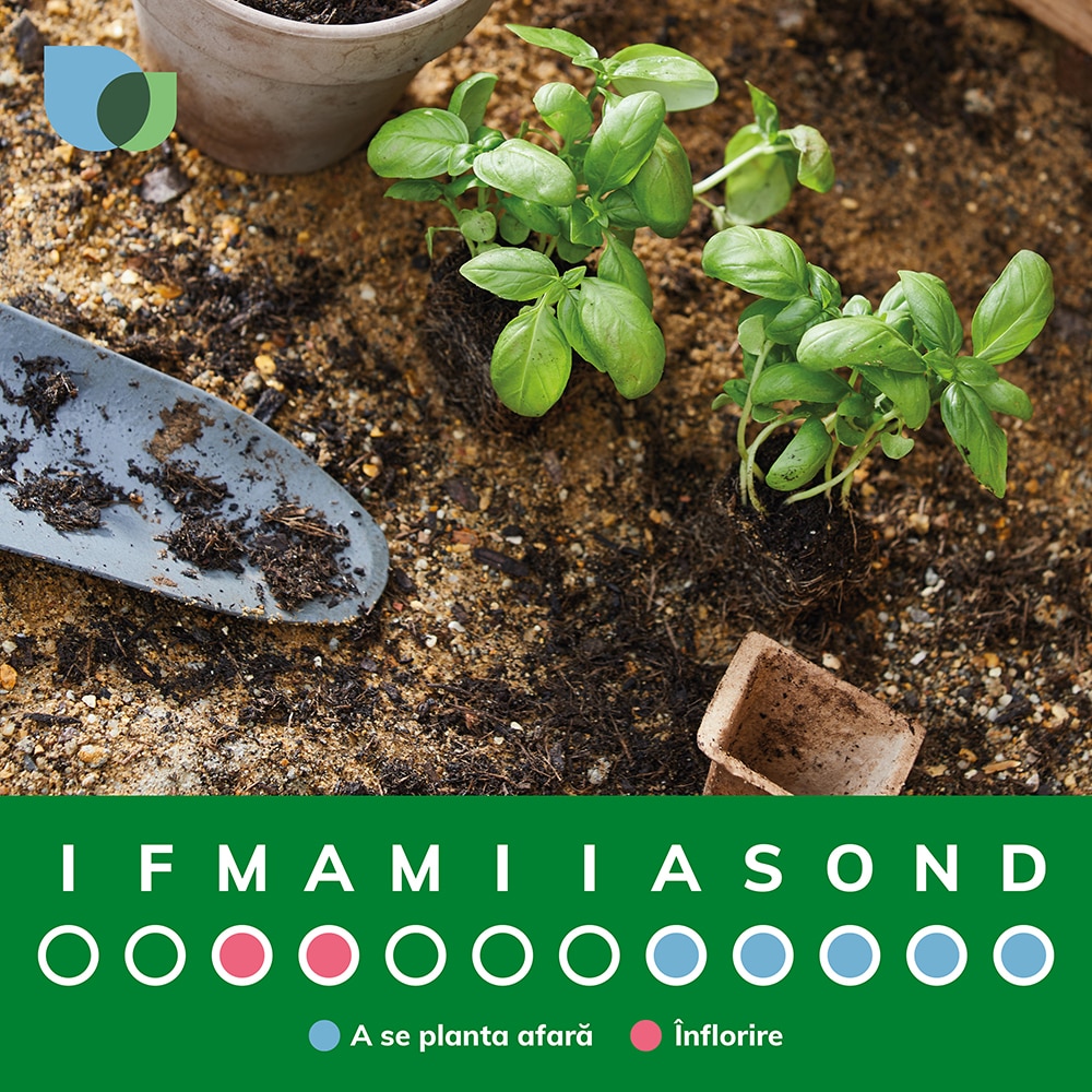 Bulbi zambila Woodstock VERVE, 3 bucati