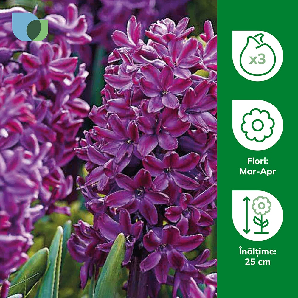 Bulbi zambila Woodstock VERVE, 3 bucati