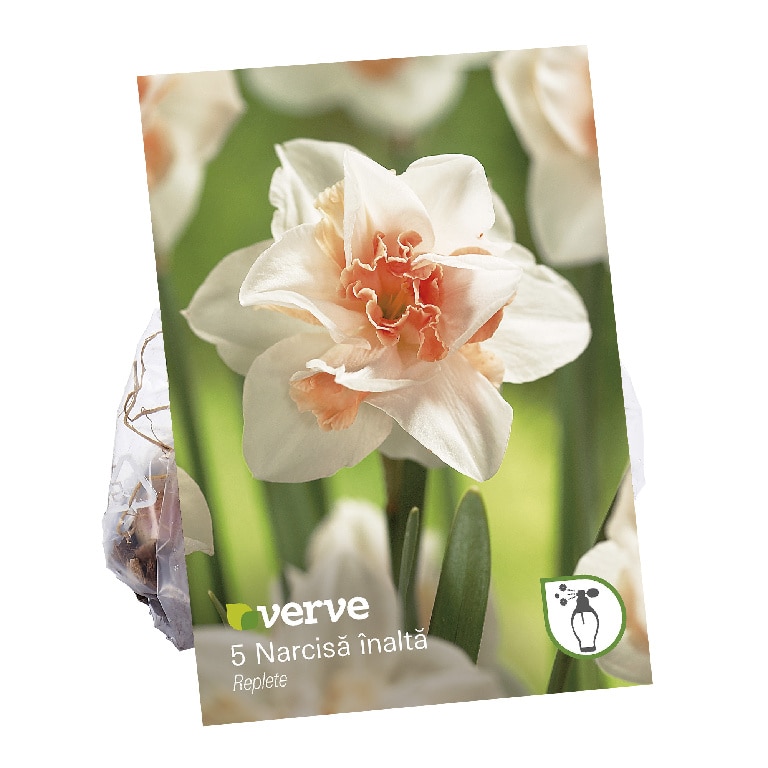 Bulbi Narcise Replete, 5 bucati