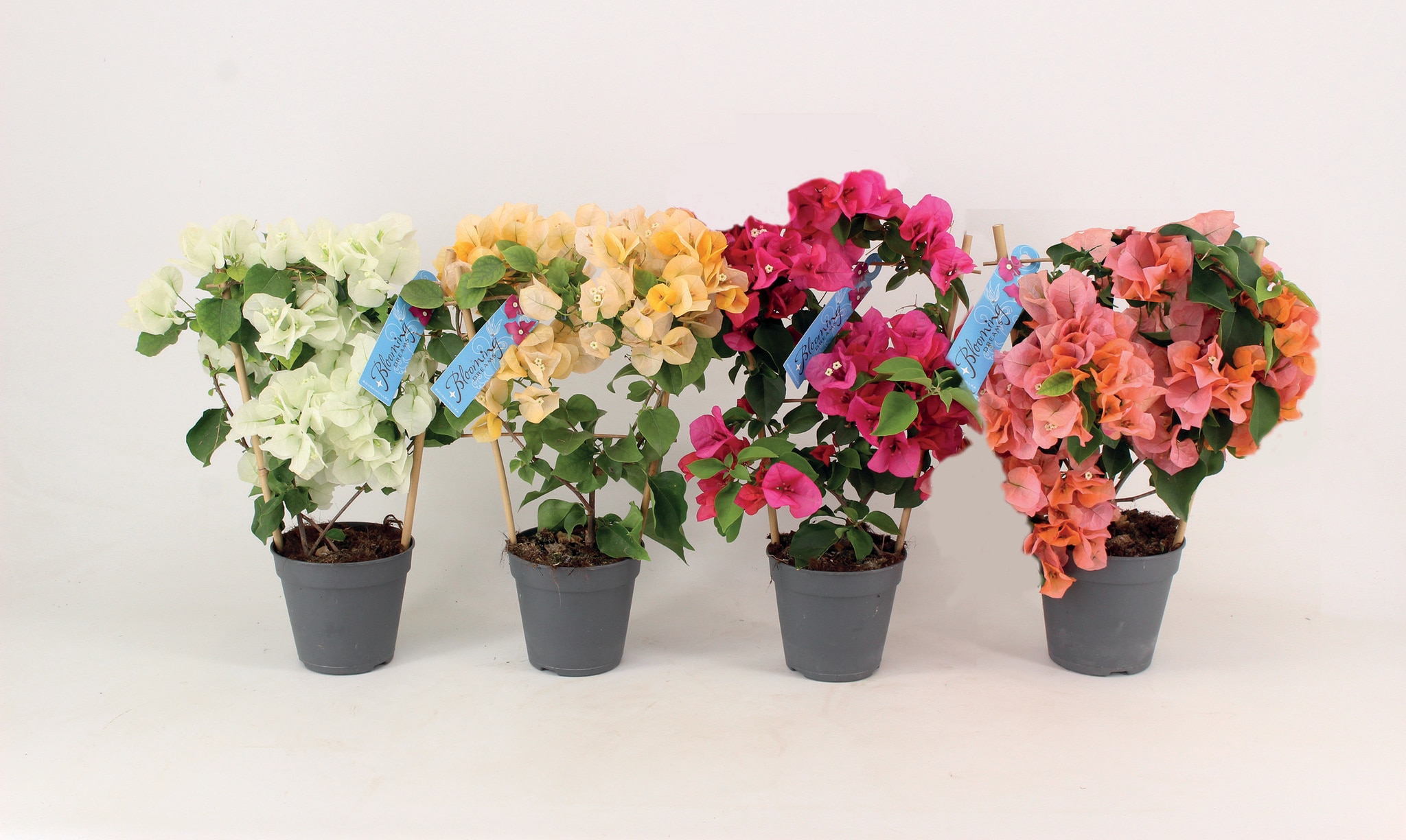 Bougainvillea, in ghiveci, 12 cm