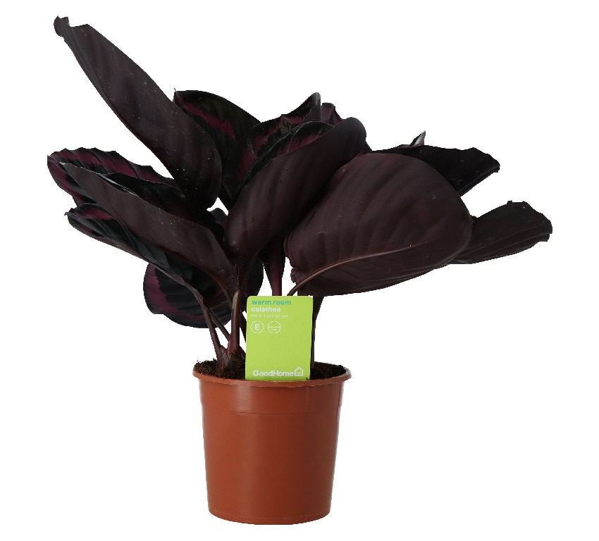 Calathea Suprisestar