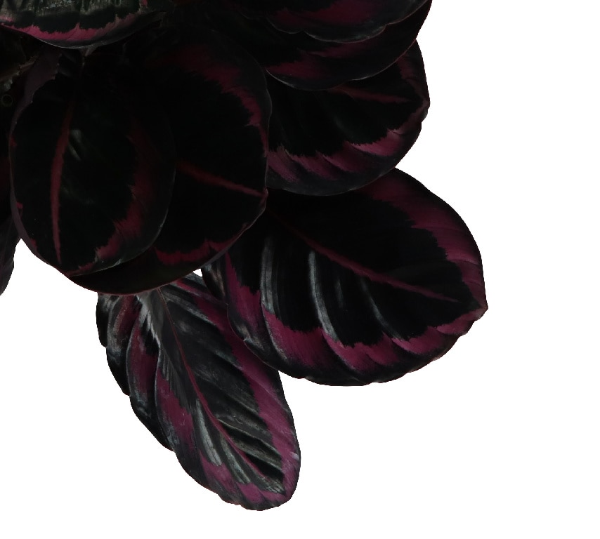 Calathea Suprisestar