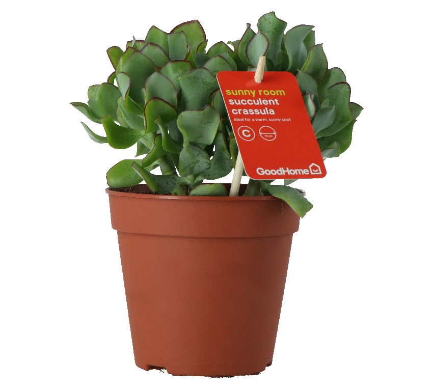 Crassula