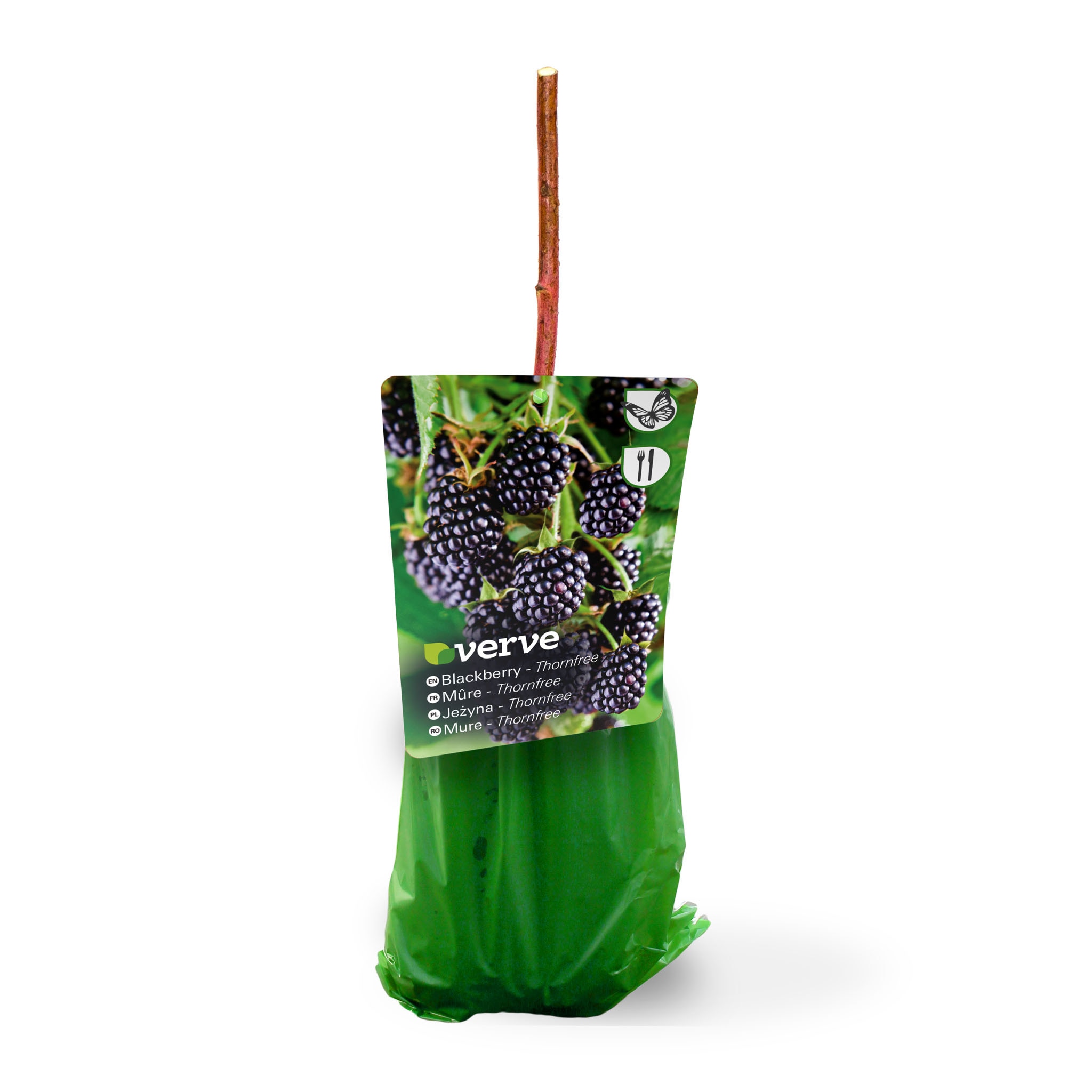 Butas mure, fara ghimpi, 35 cm