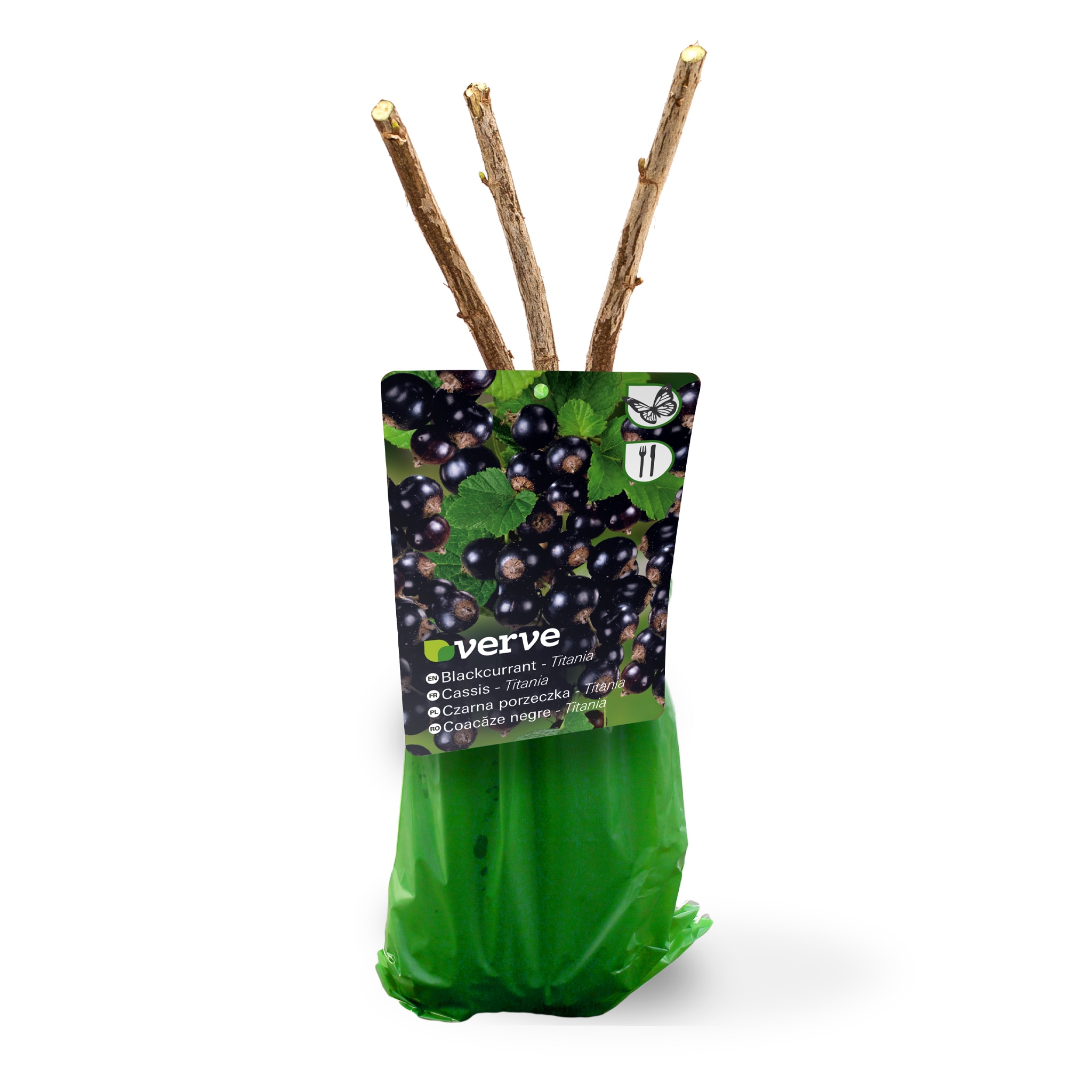 Butas Coacaz, Titania, 35 cm