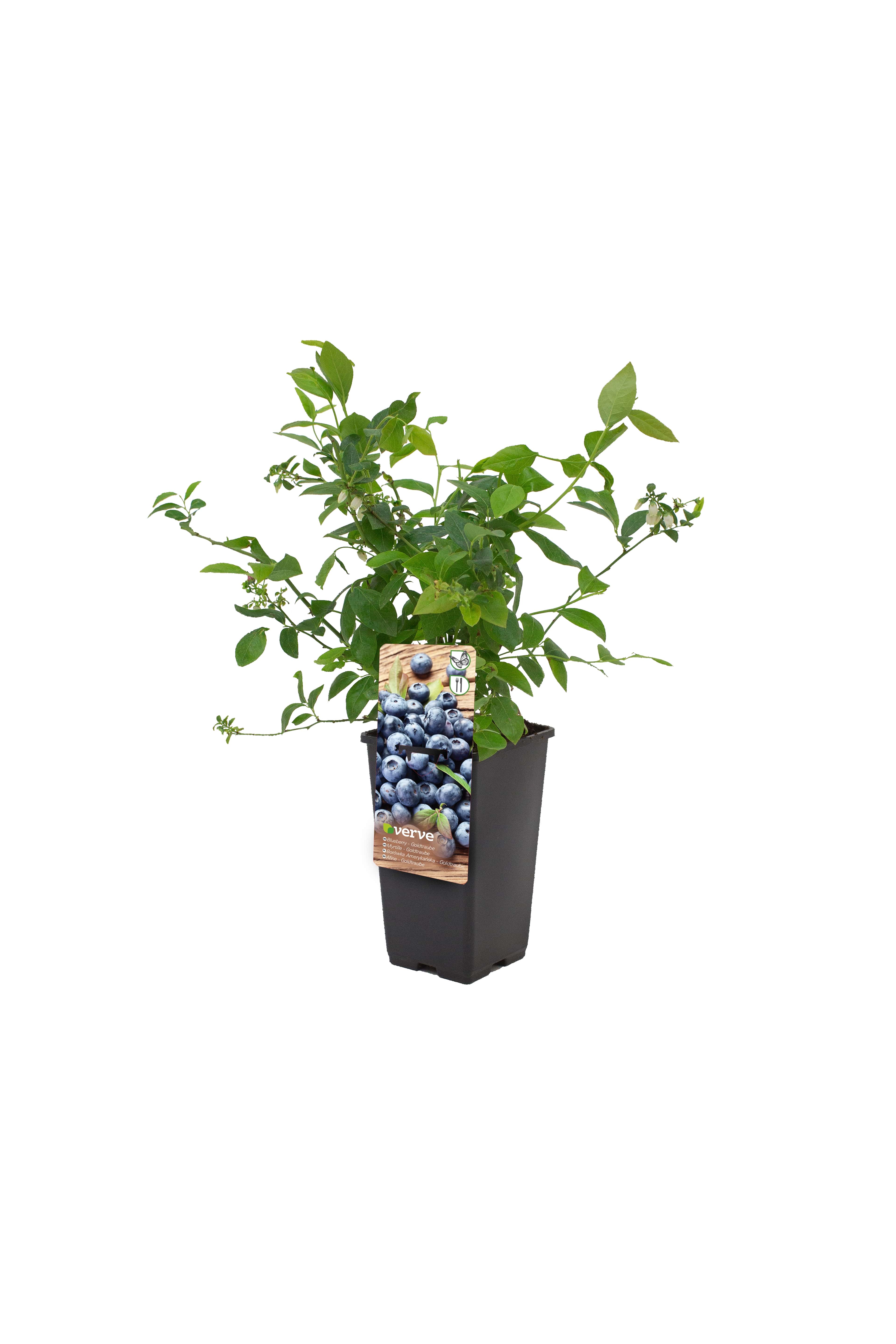 Ghiveci coacaze, 20 cm