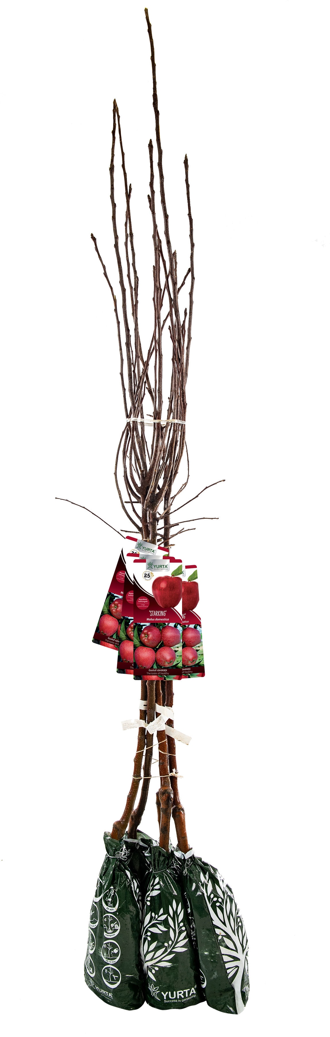 Pomi Fructiferi Specia Mar