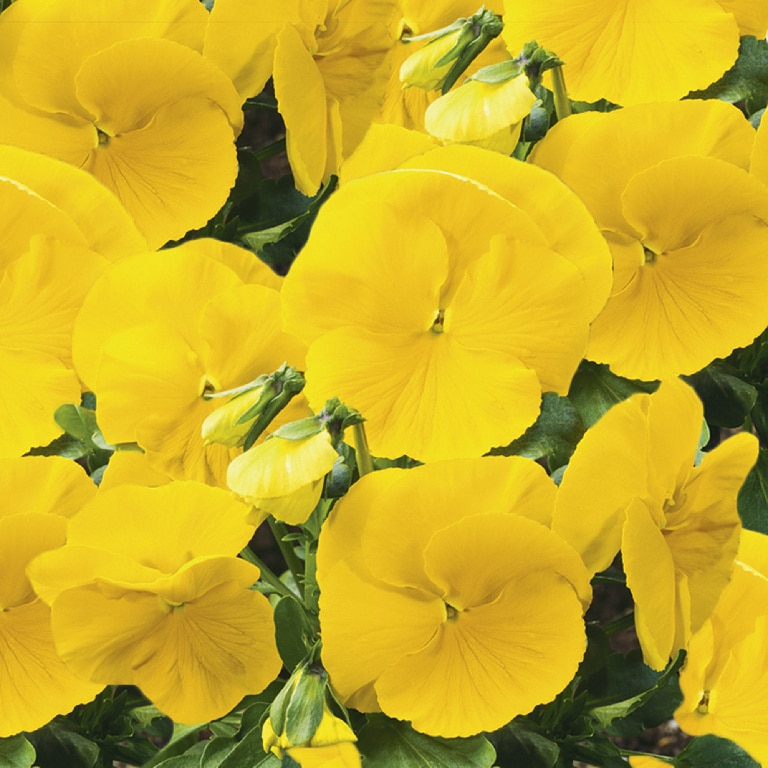 Panseluta asortata 13 cm