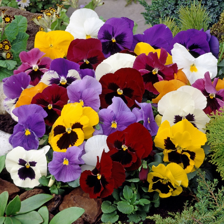 Mix panselute 10 buc.