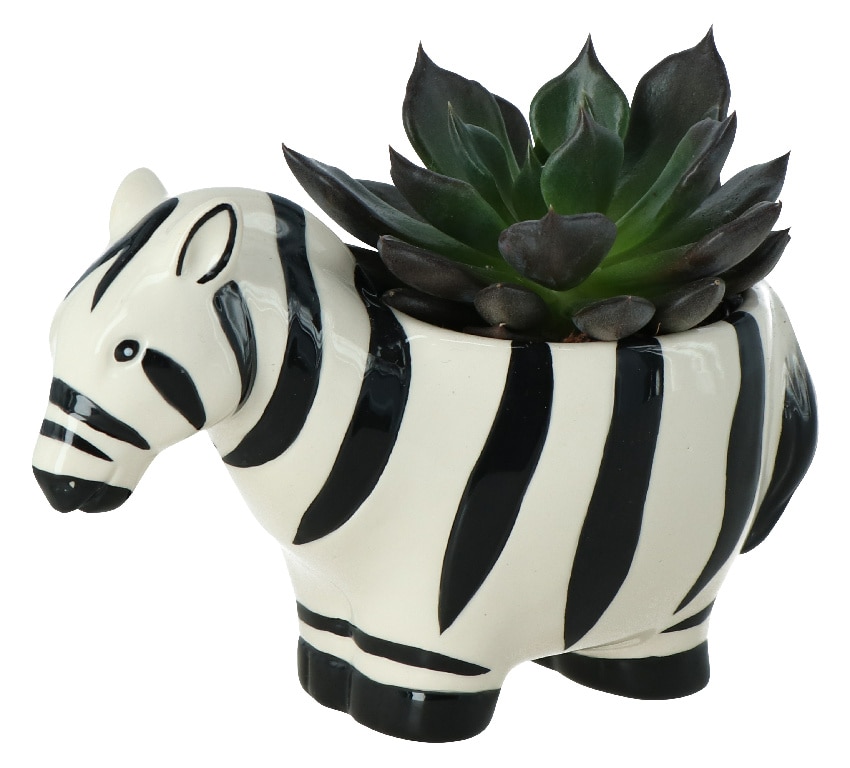 Zebra Suculenta