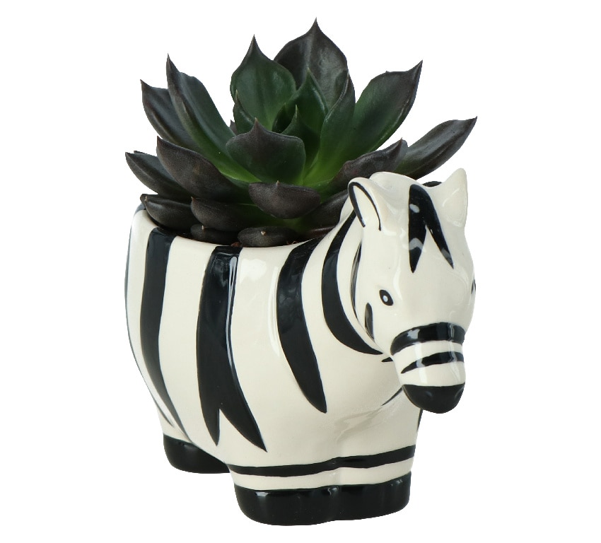 Zebra Suculenta