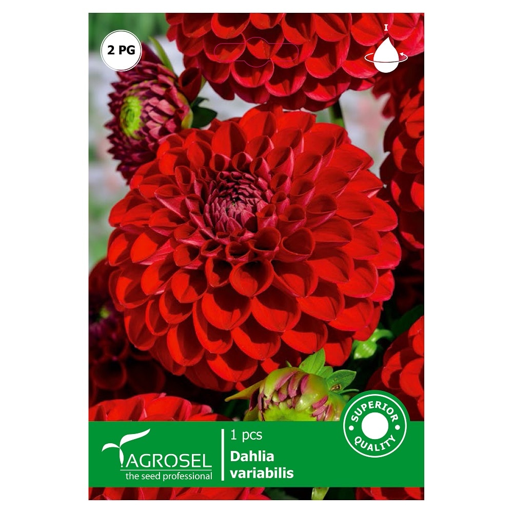 Bulbi Dalia Glow AGROSEL, rosu
