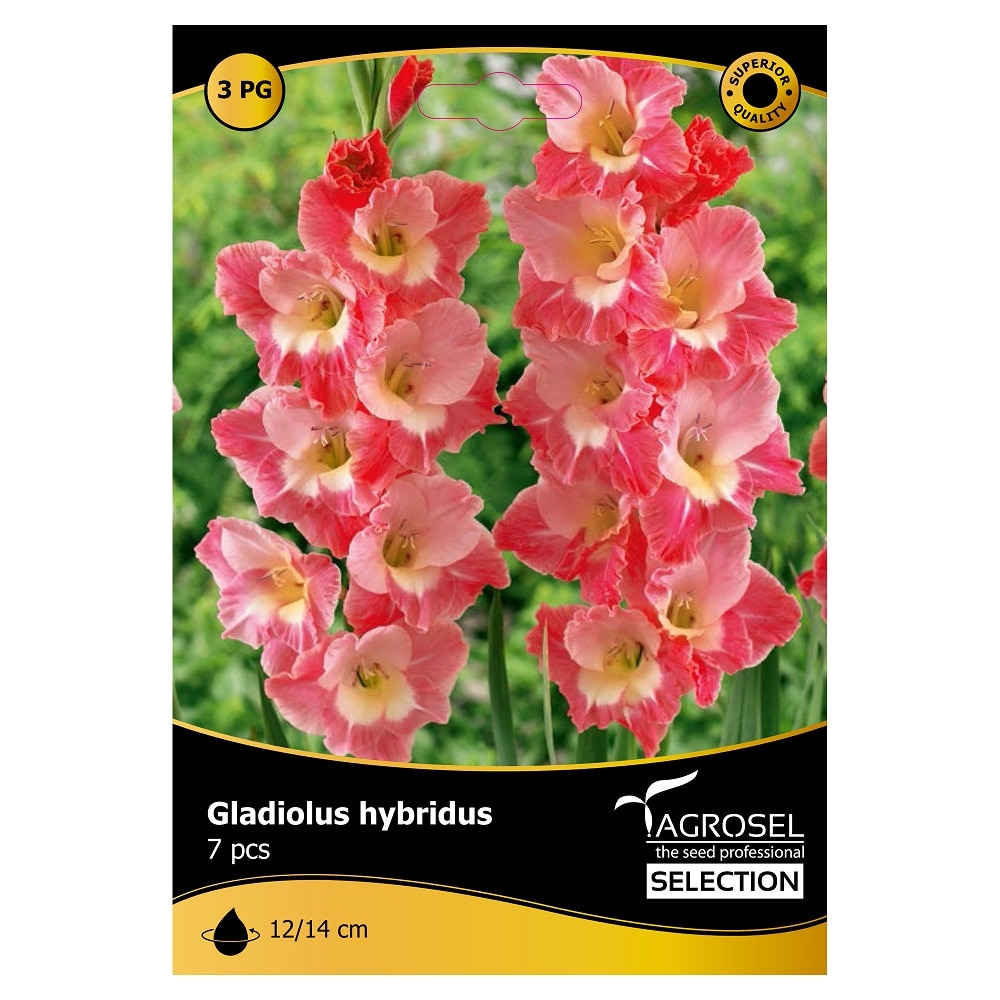Bulb Gladiolus Gerona