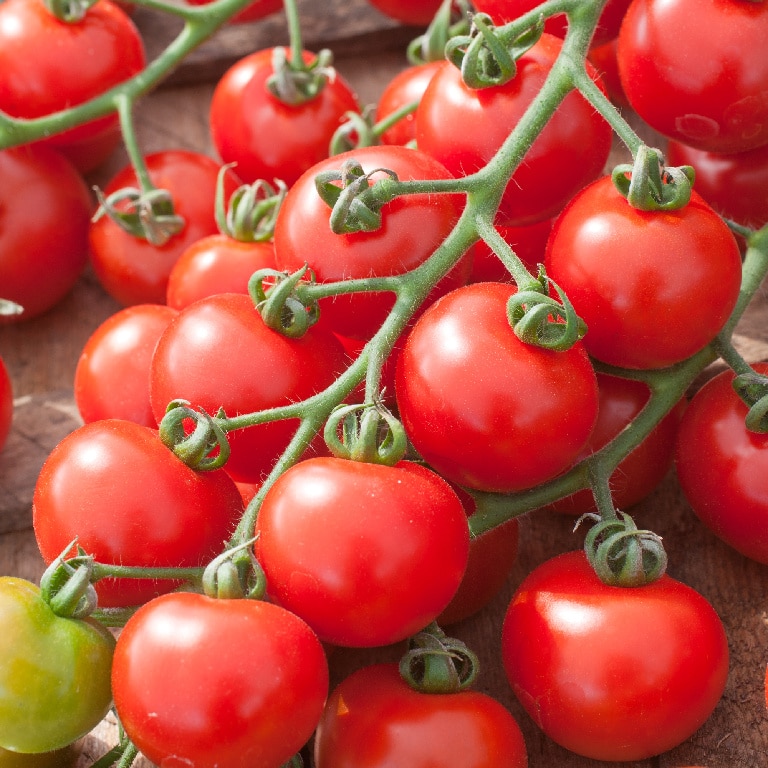 Rosii de gradina cherry 10.5 cm