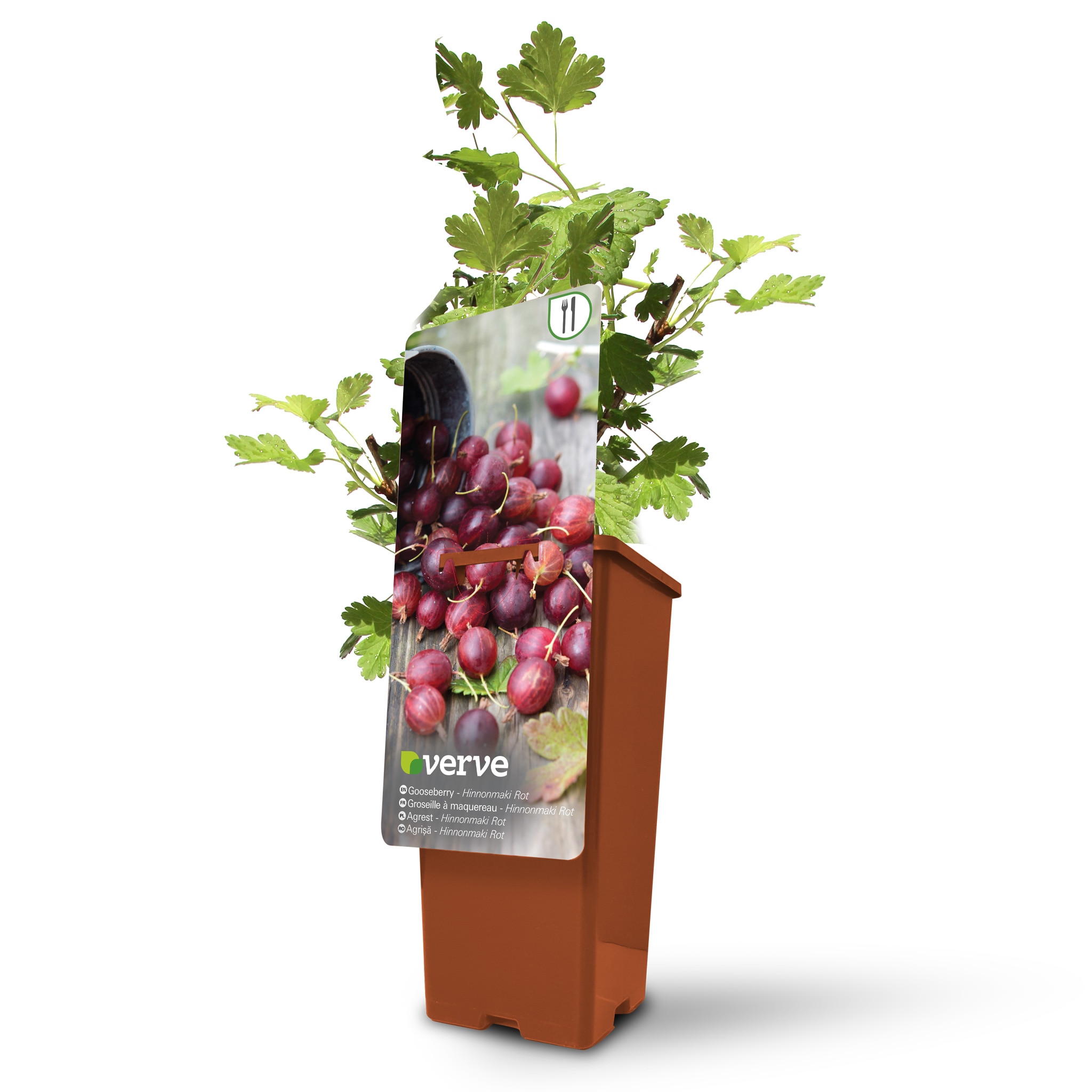 Ghiveci Agrisa, 20 cm