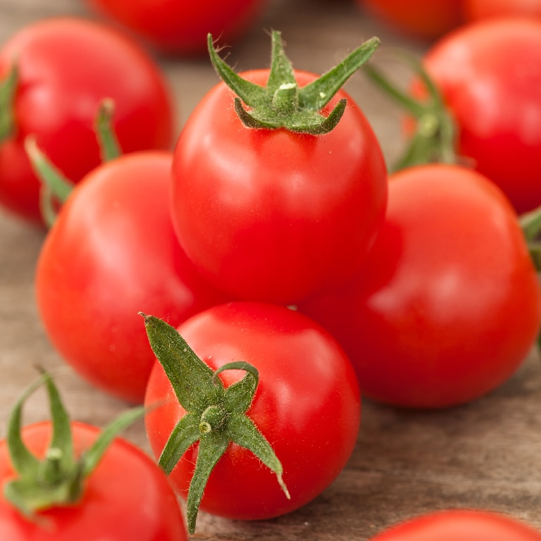 Rosii patio cherry 10.5 cm