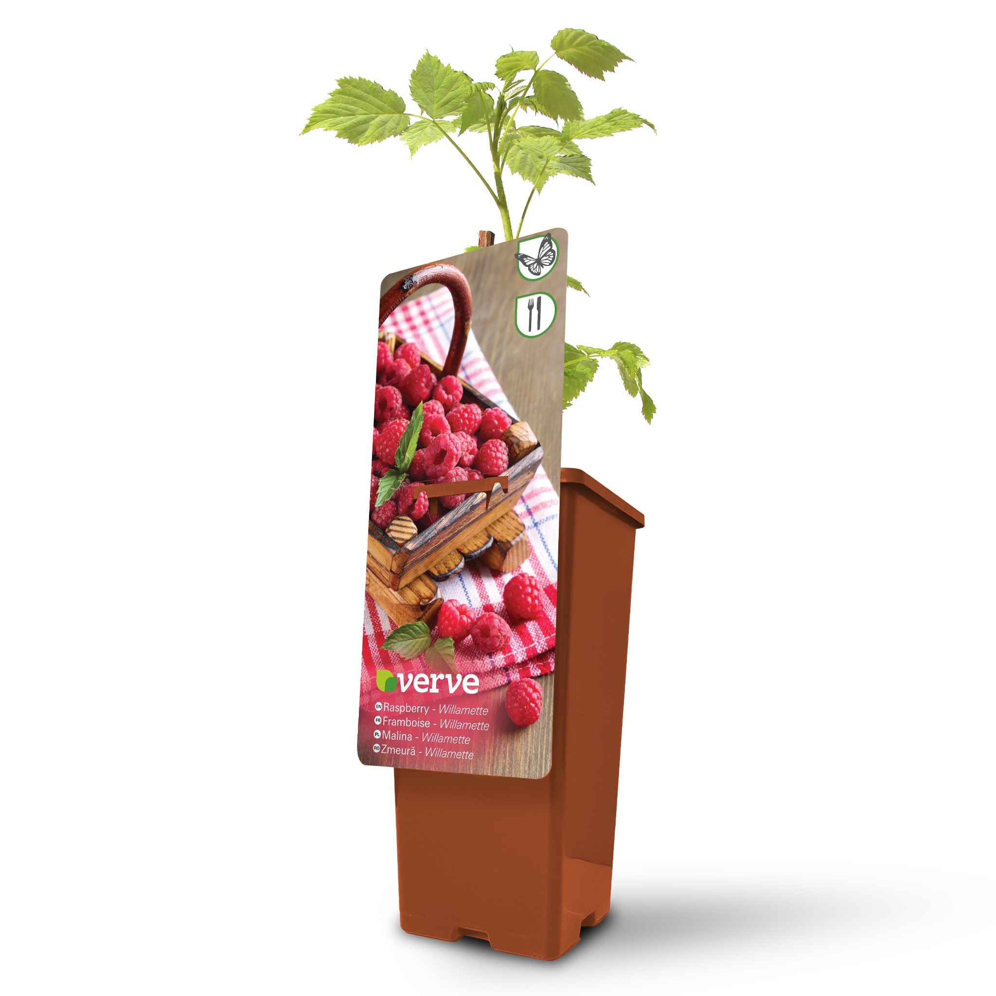 Ghiveci Zmeura, Veten, 20 cm