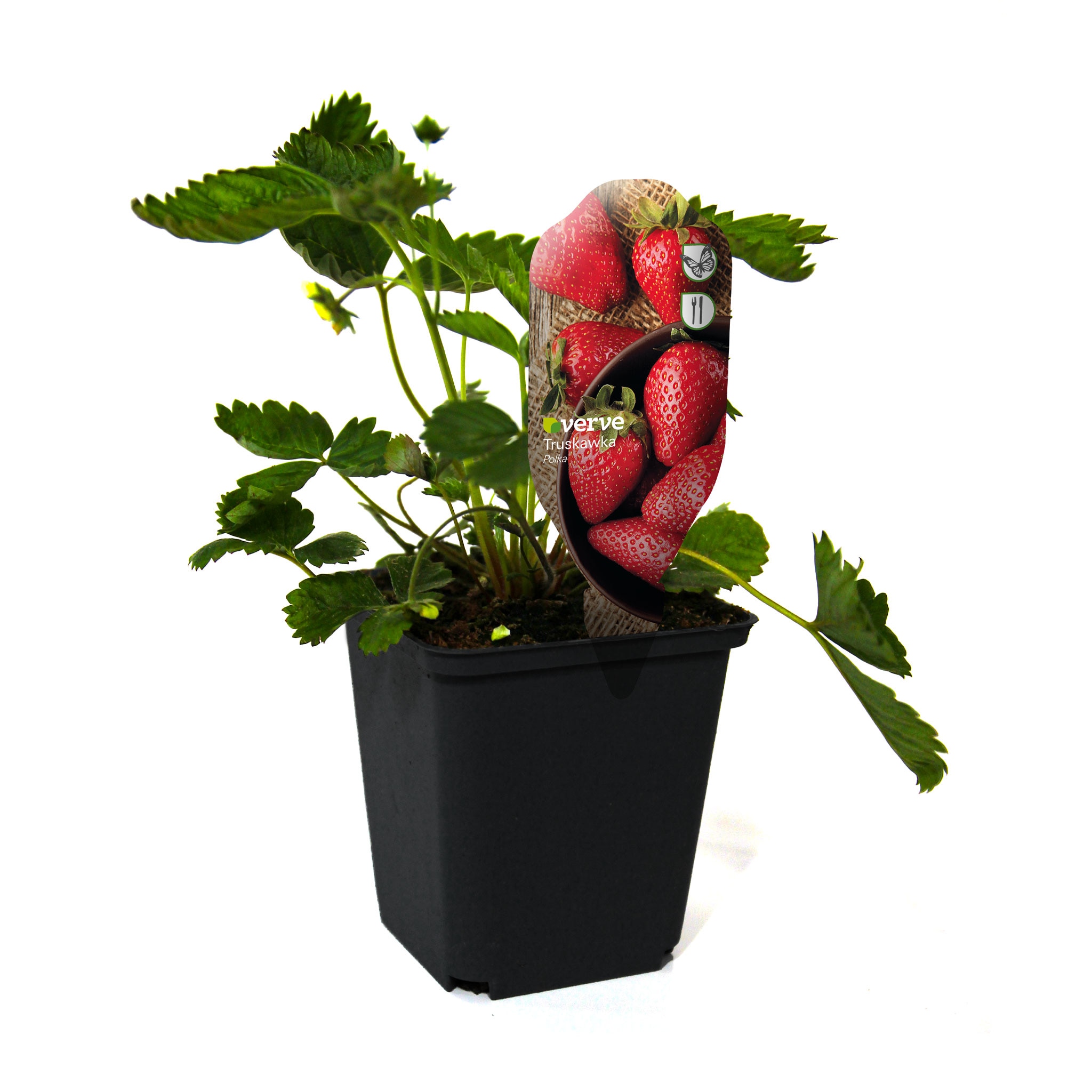 Capsuni Honeoye Polka Elsanta, 4 cm