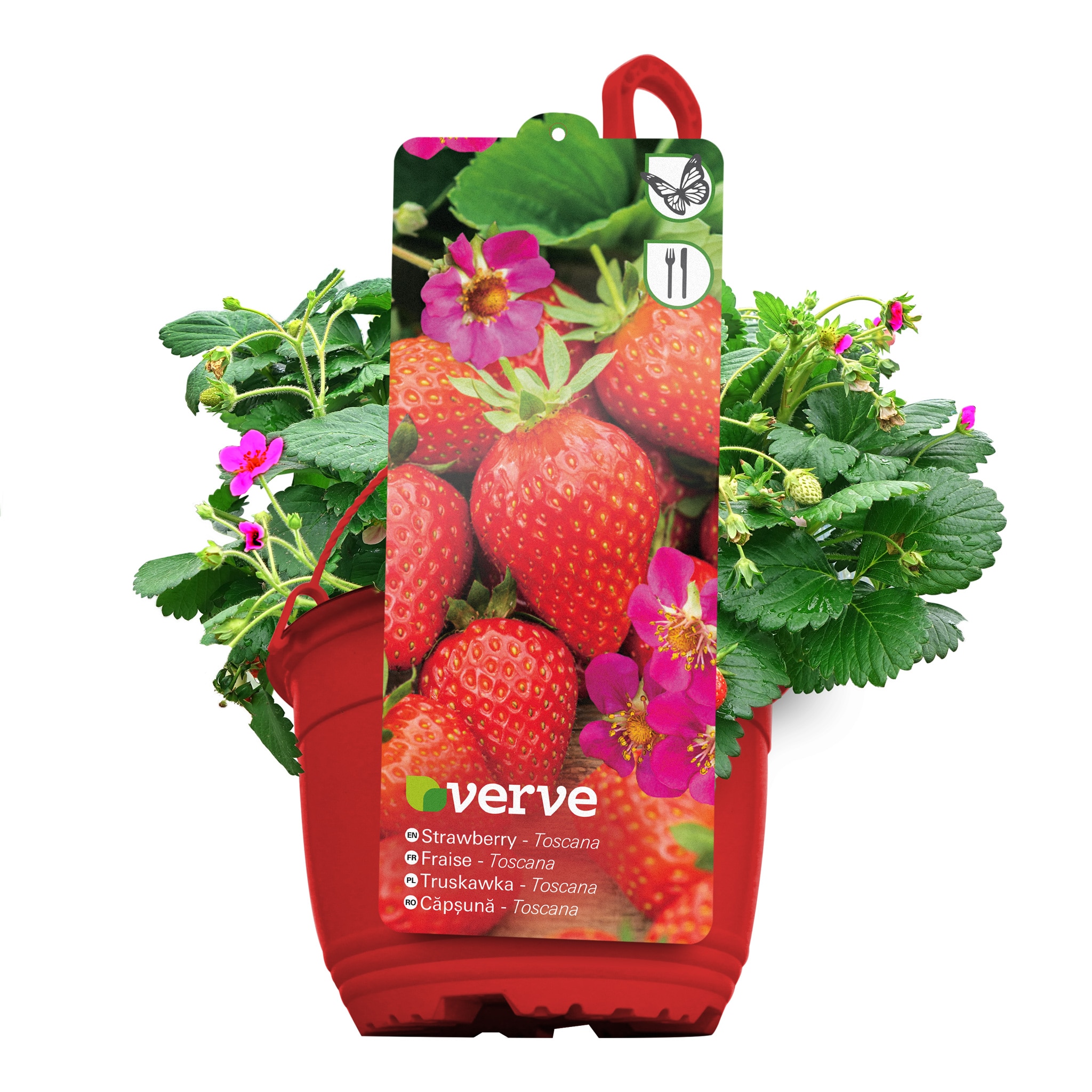 Cos capsuni pentru agatat