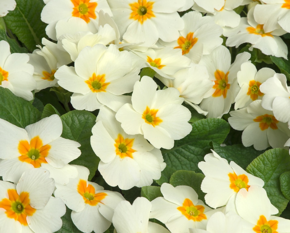 Crini Asortati 10.5 Cm