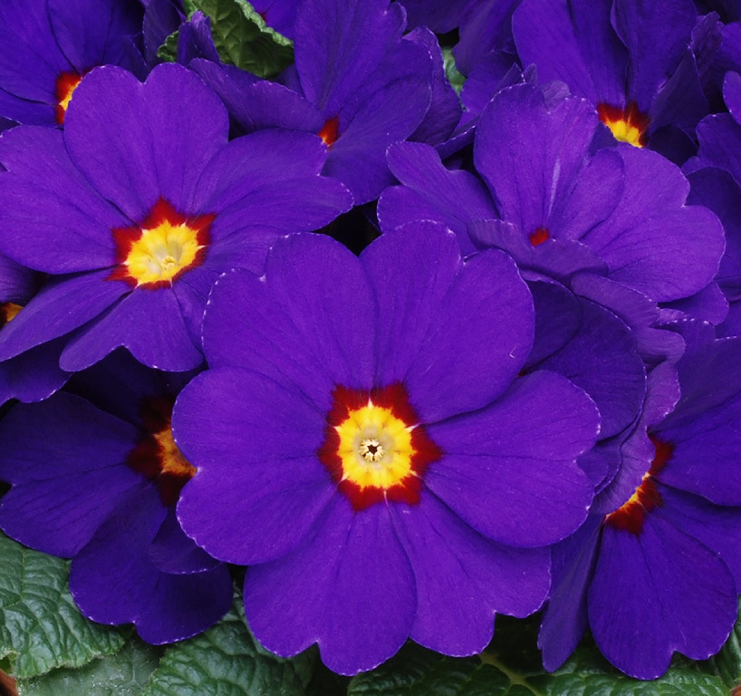 Crini Asortati 10.5 Cm