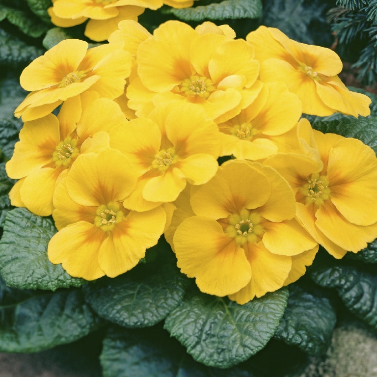 Crini Asortati 10.5 Cm