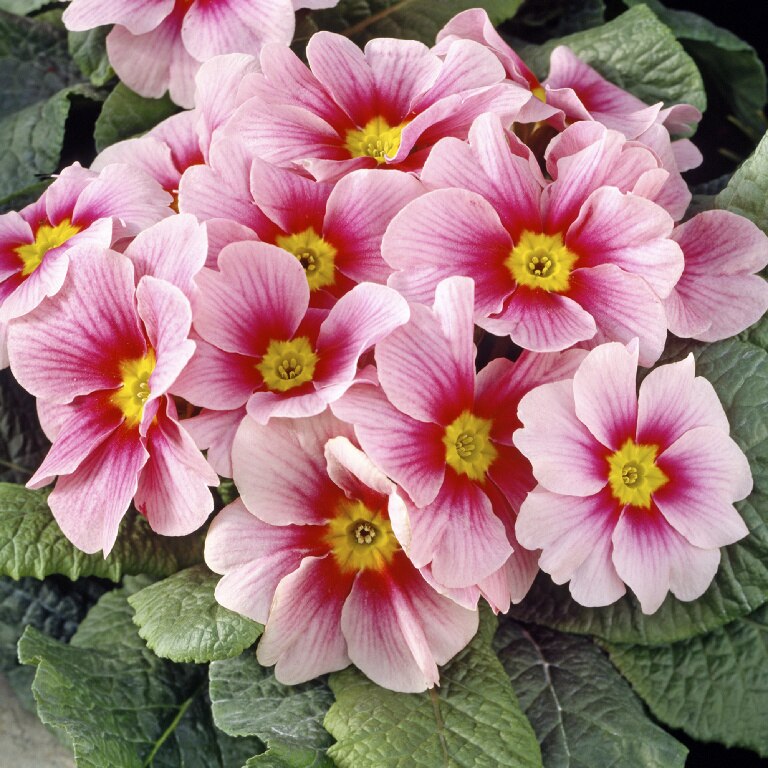 Crini Asortati 10.5 Cm