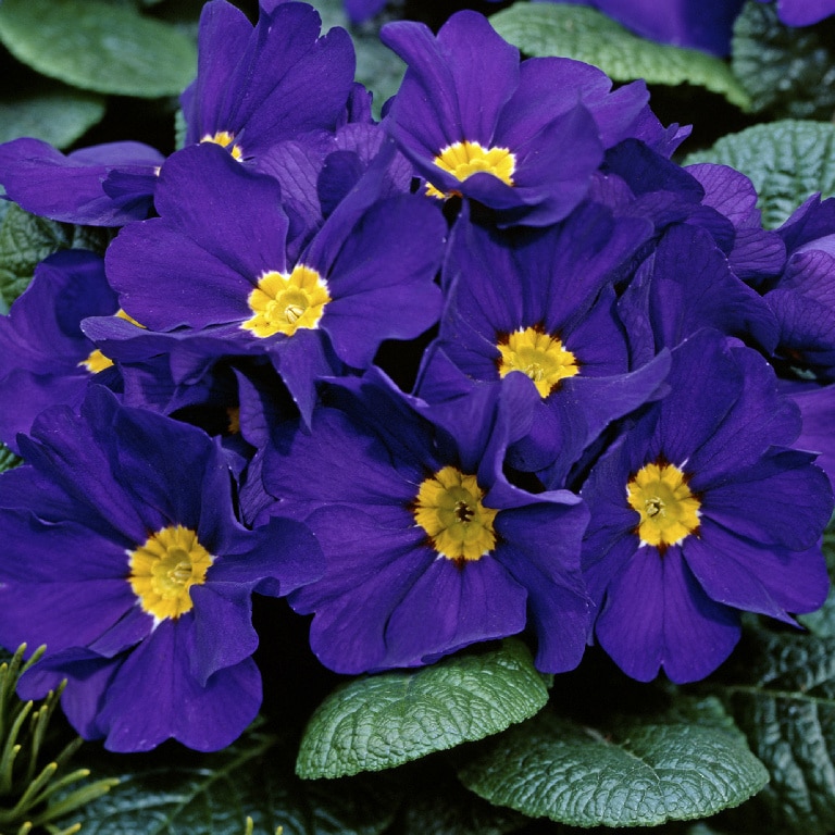 Crini Asortati 10.5 Cm