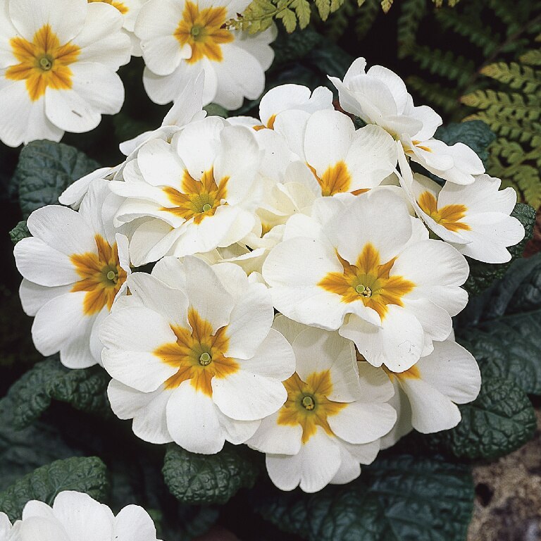 Crini Asortati 10.5 Cm