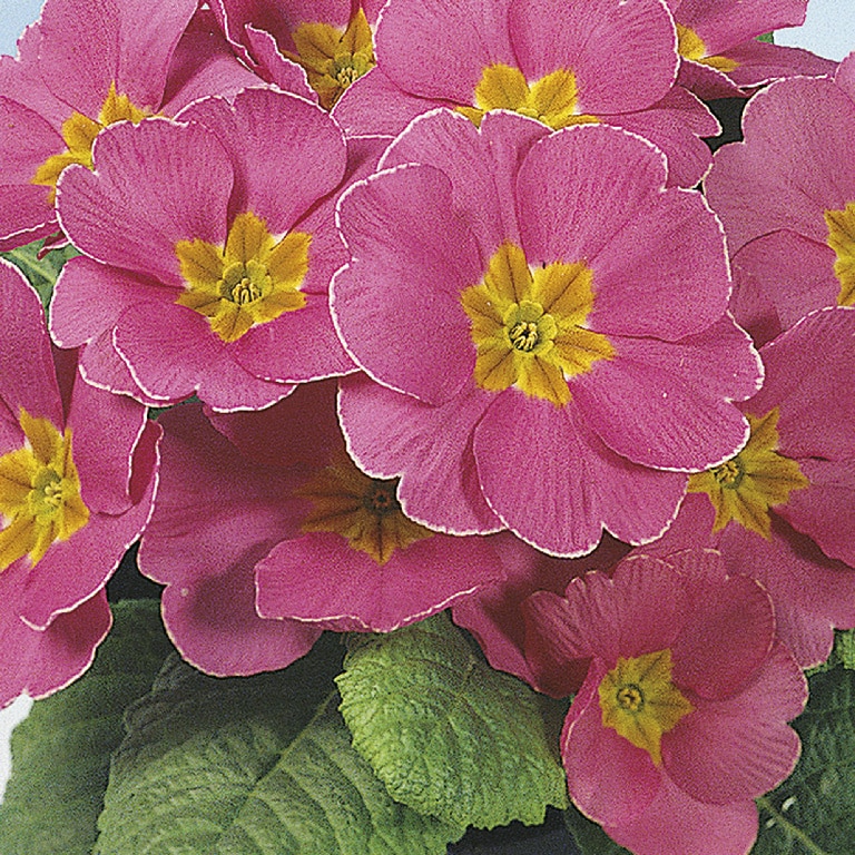 Crini Asortati 10.5 Cm