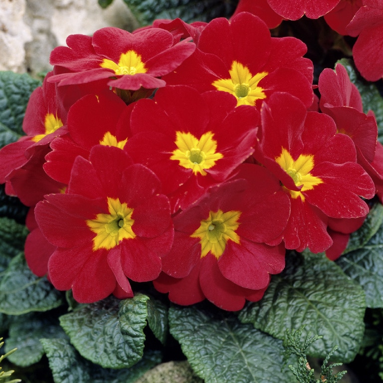 Crini Asortati 10.5 Cm