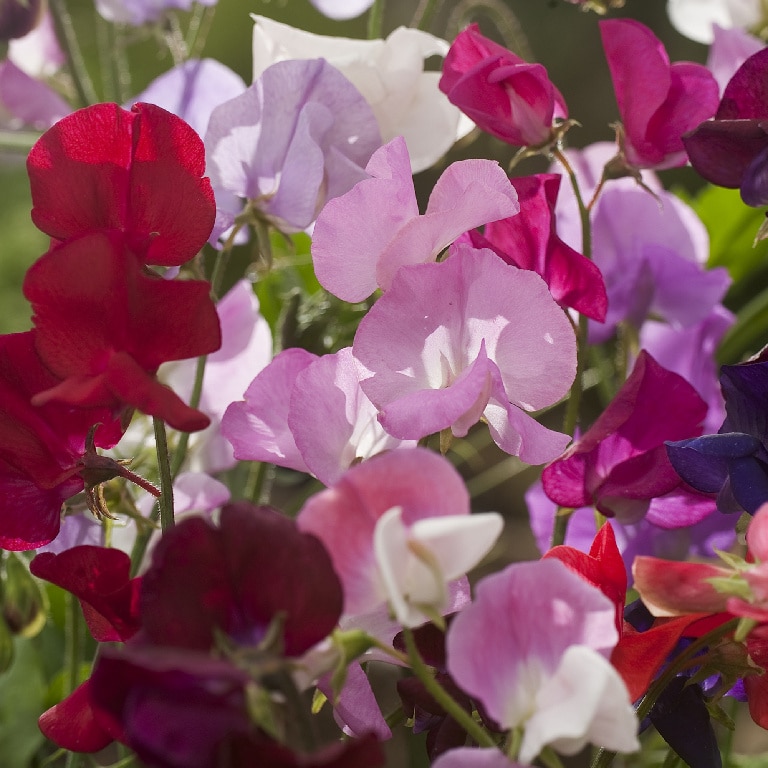 Sangele Voinicului O Sing. Floare 10.5Cm