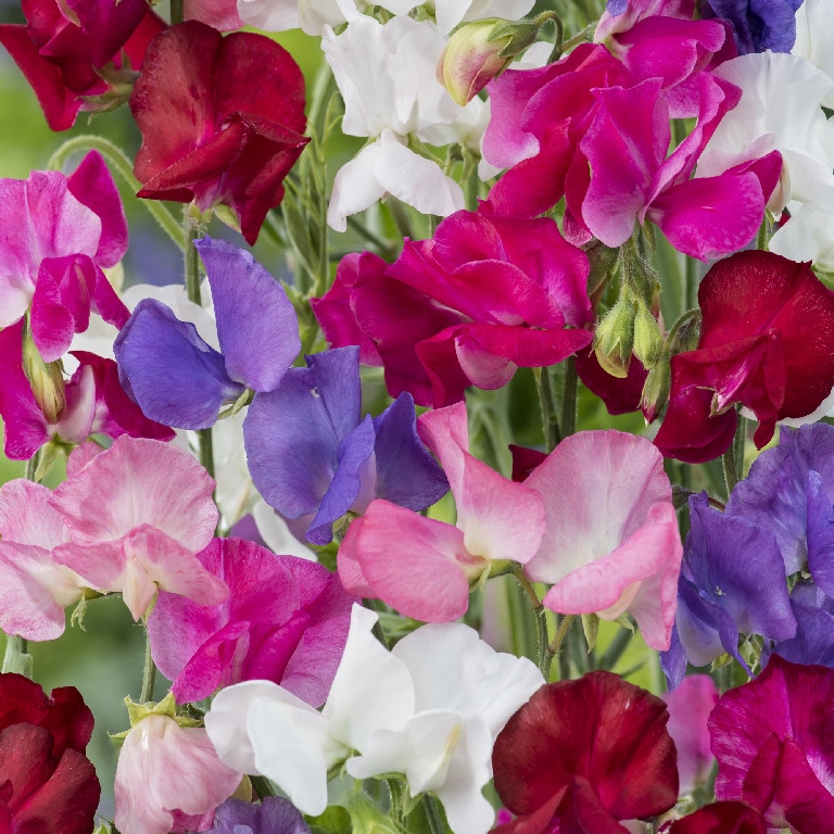 Sangele Voinicului O Sing. Floare 10.5Cm