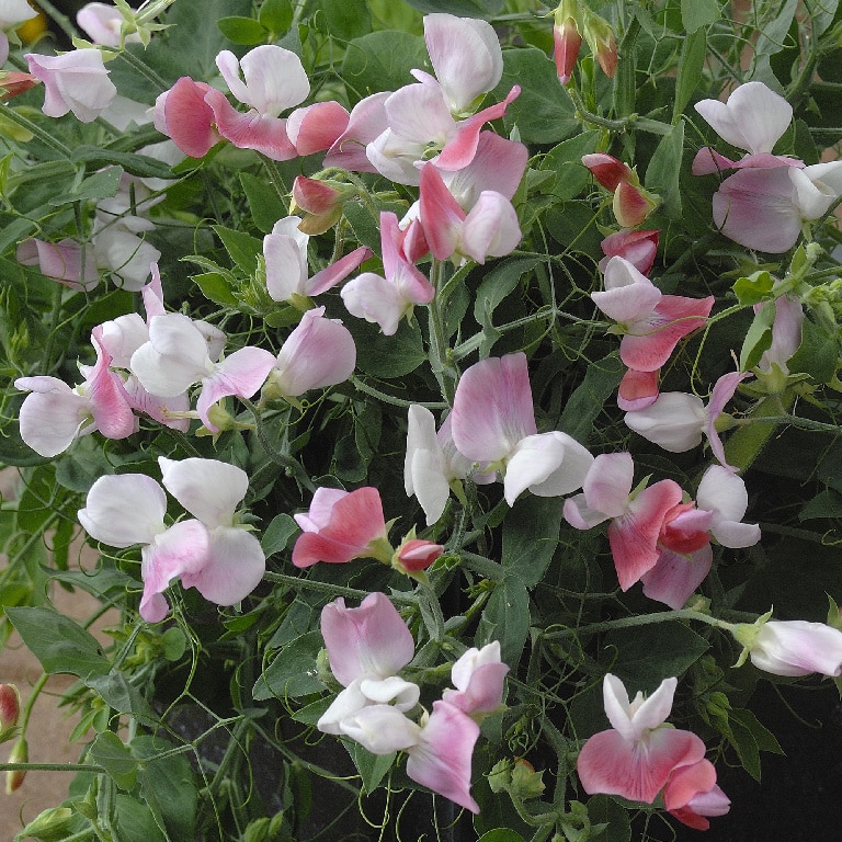 Sangele Voinicului O Sing. Floare 10.5Cm