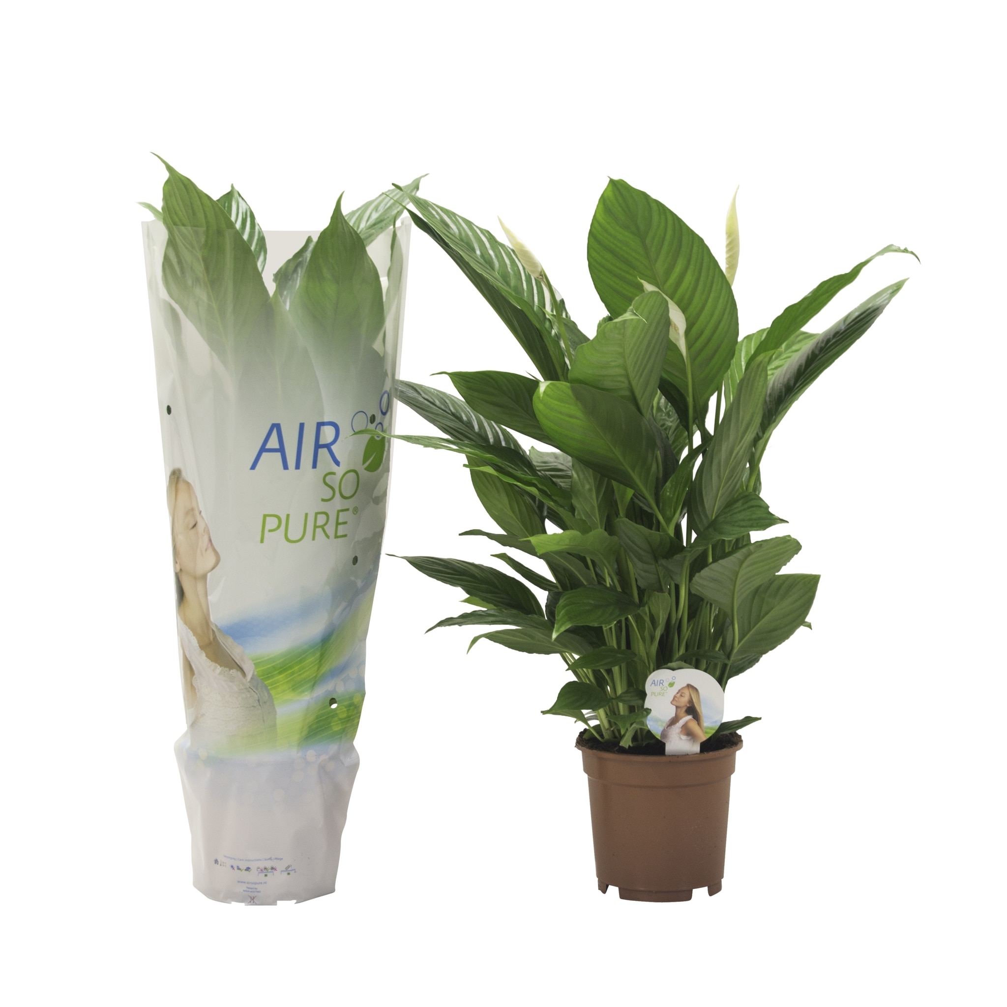 Crinul pacii, in ghiveci, 17 cm