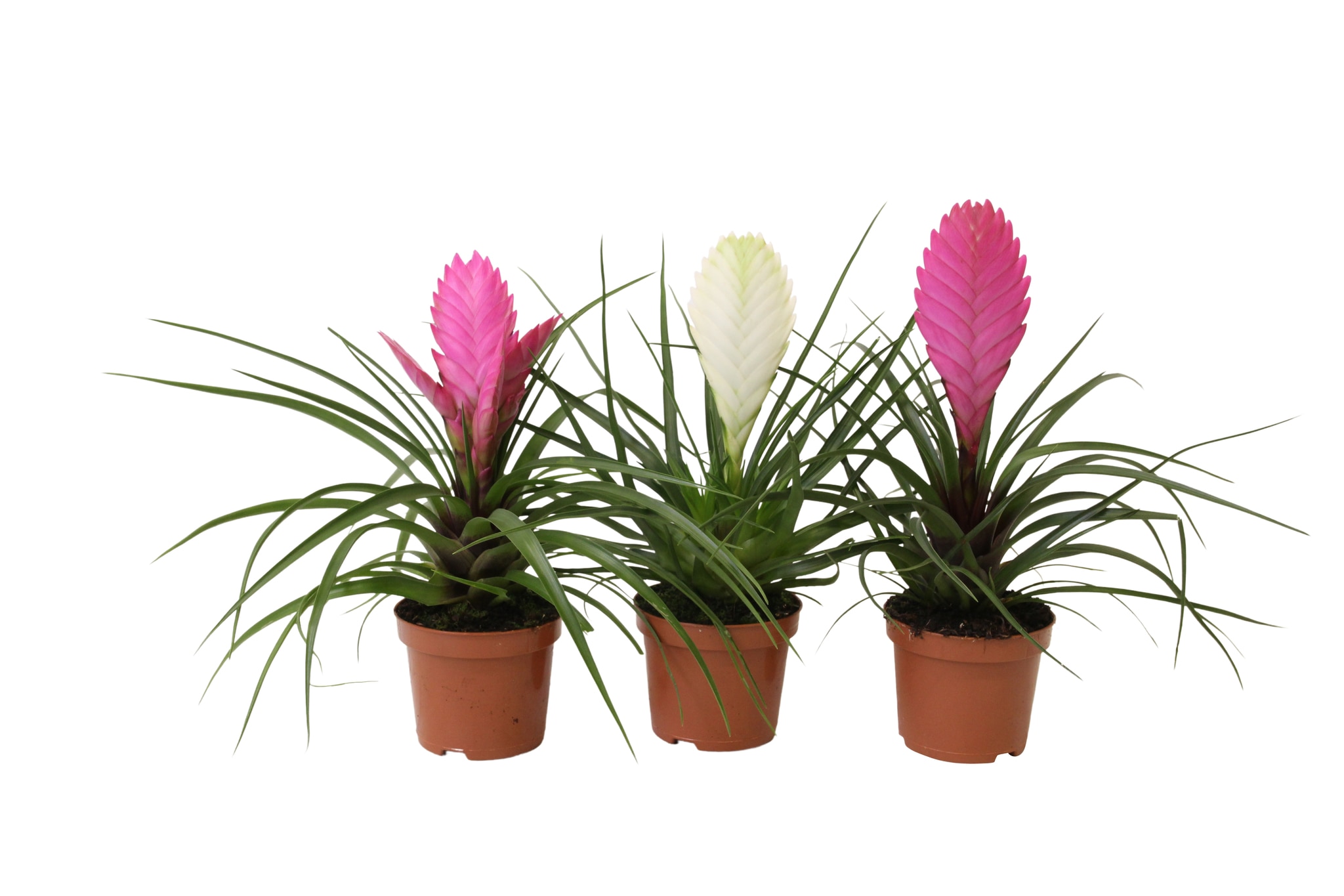 Tillandsia mix, in ghiveci, 9 cm