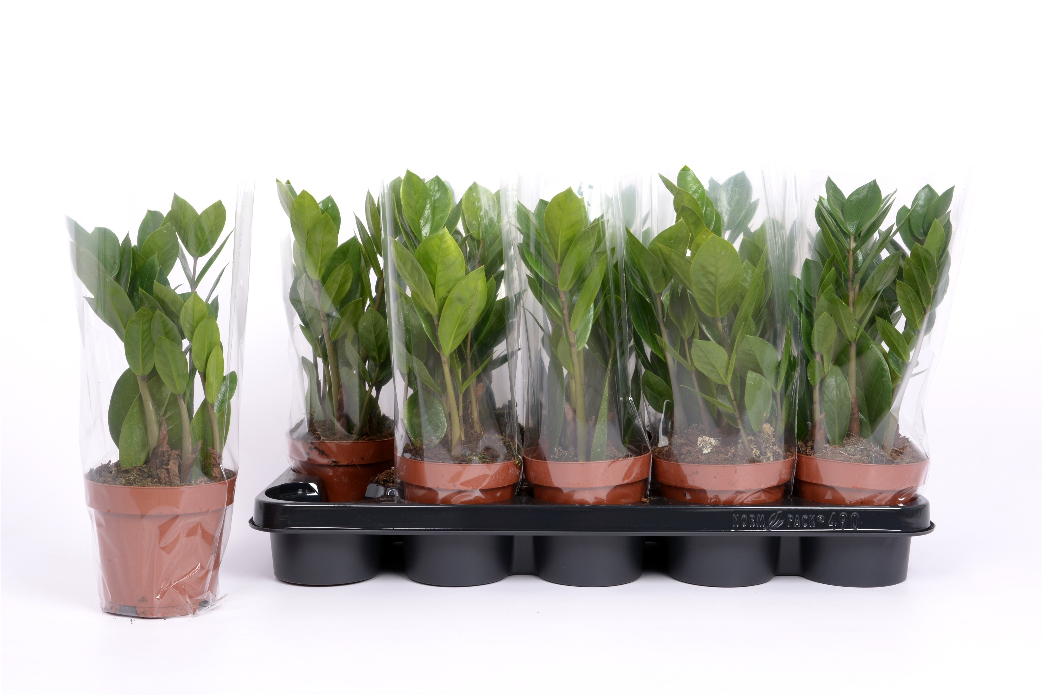 Planta dinozaur, 12 cm