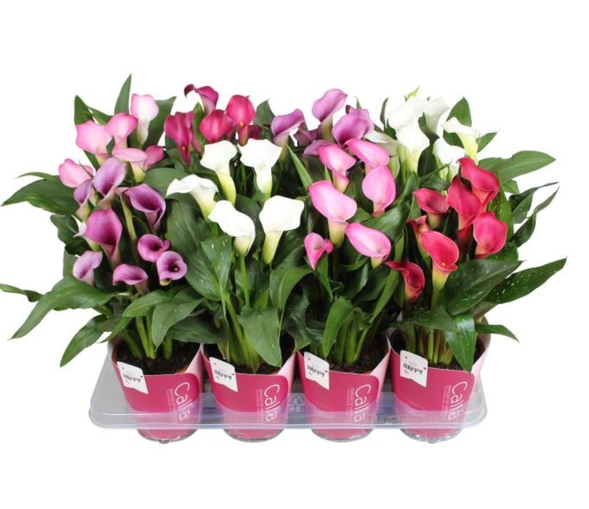 Cala Zantedeschia, H 40-50 cm