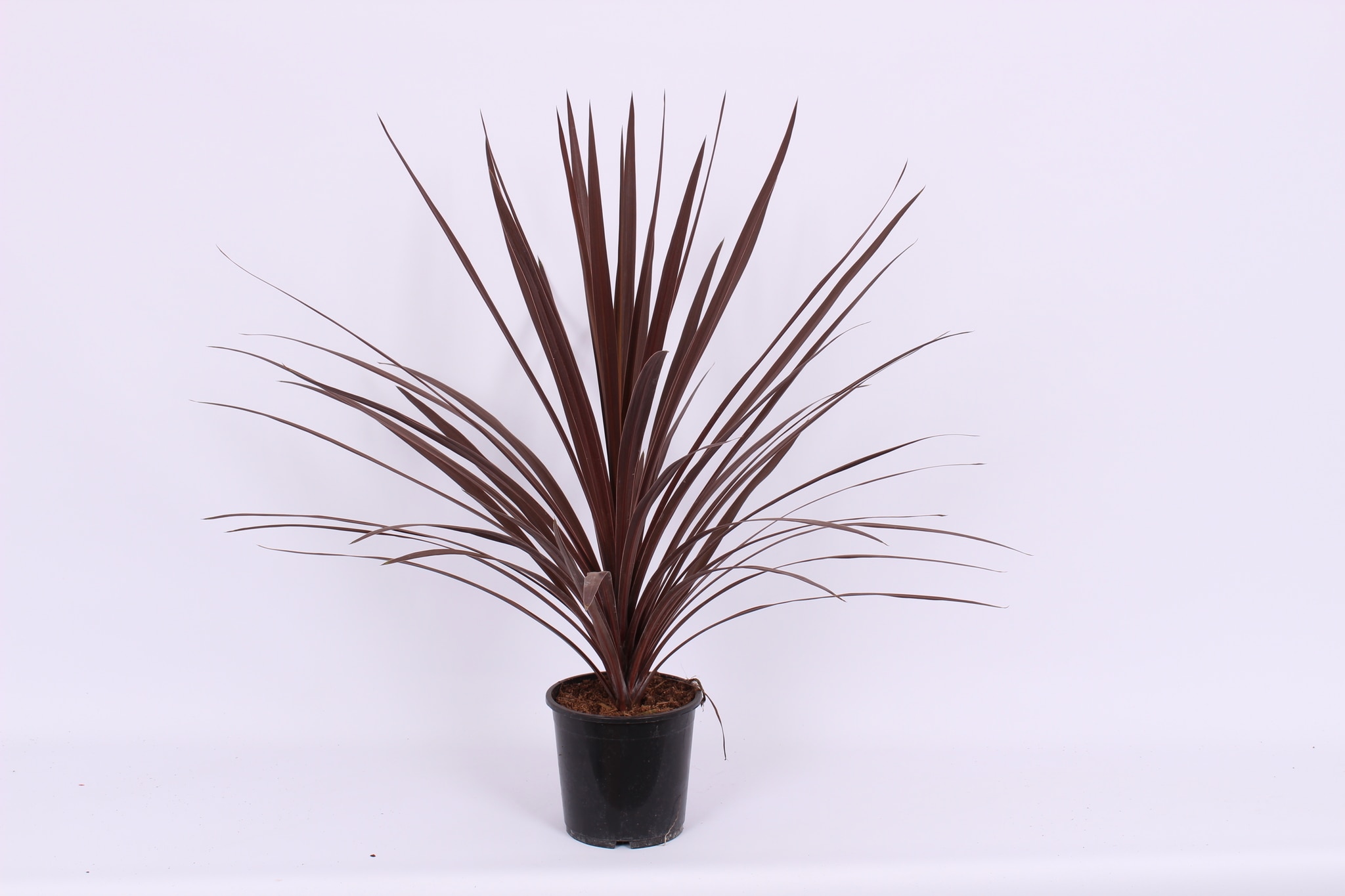 Cordyline rosu Star, in ghiveci, 17 cm