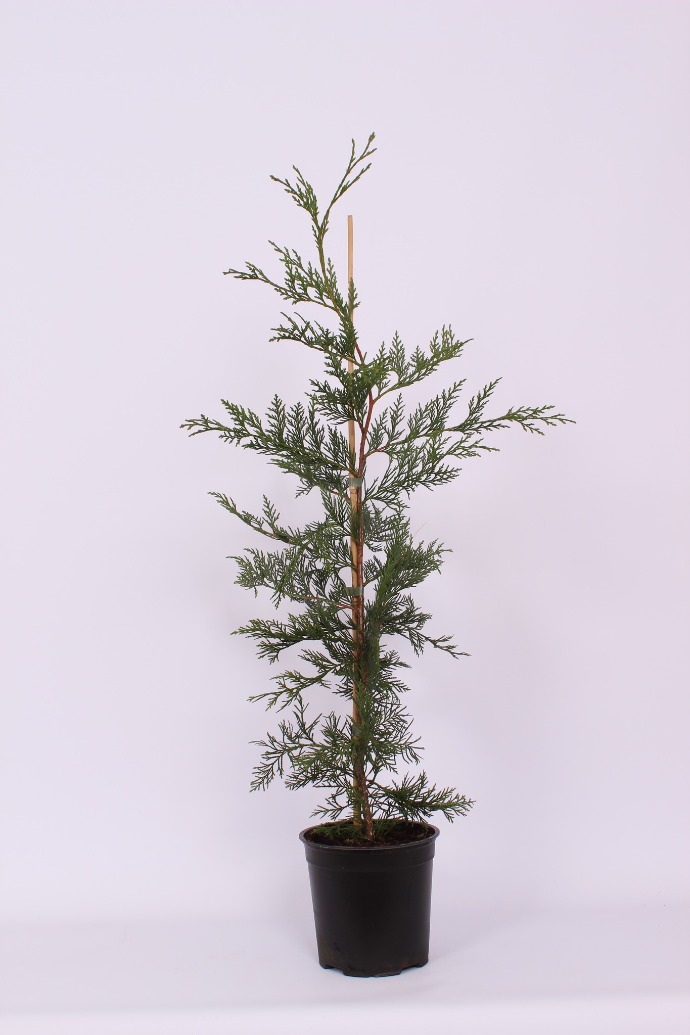 Chiparos Leylandii