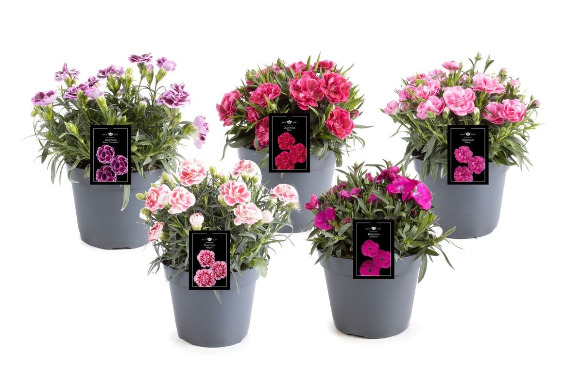 Mix Dianthus
