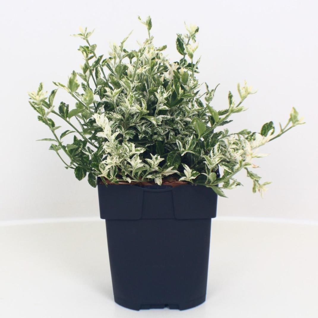 Arbust Euonymus Harlequin