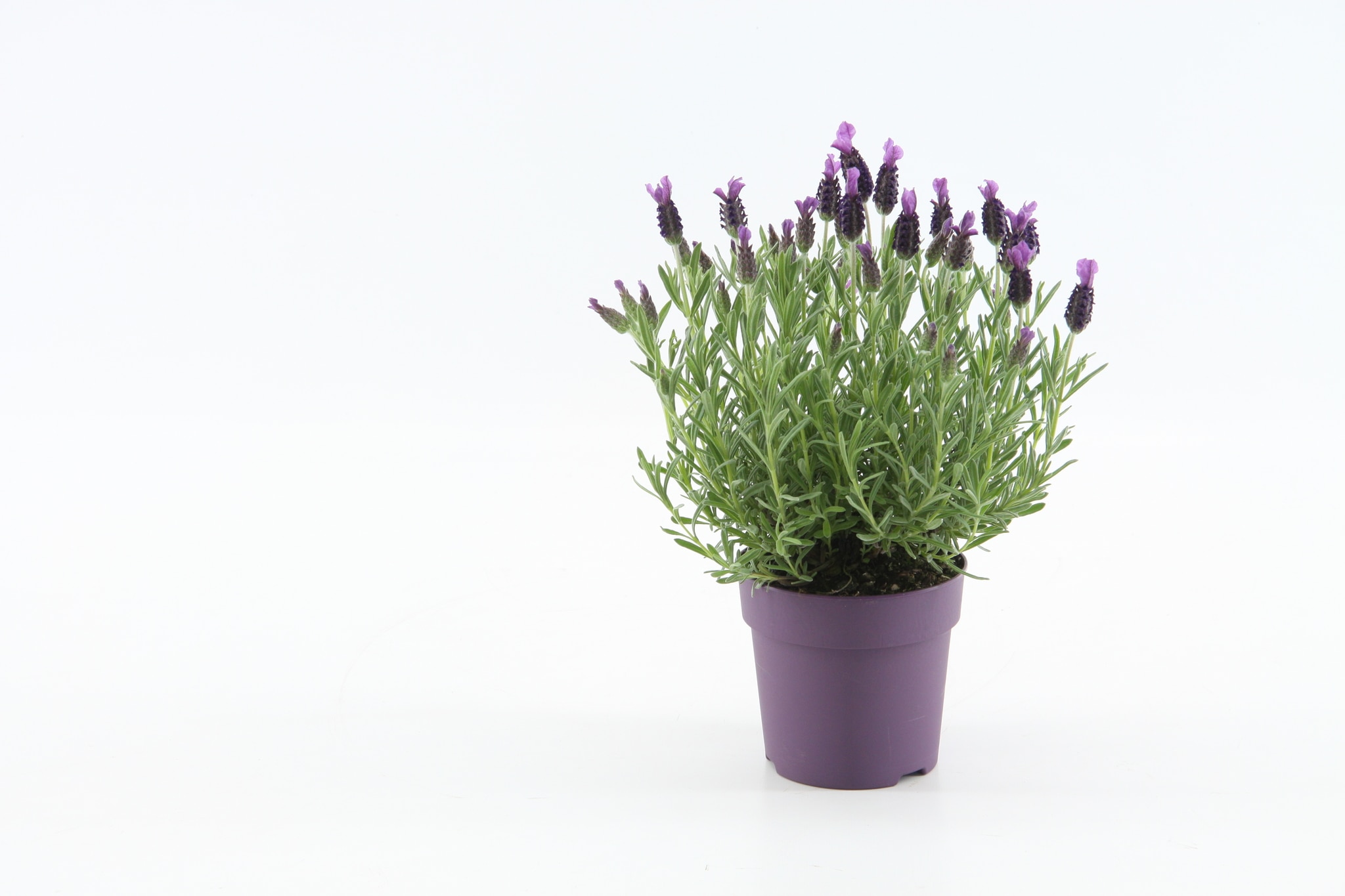 Levantica violet, in ghiveci