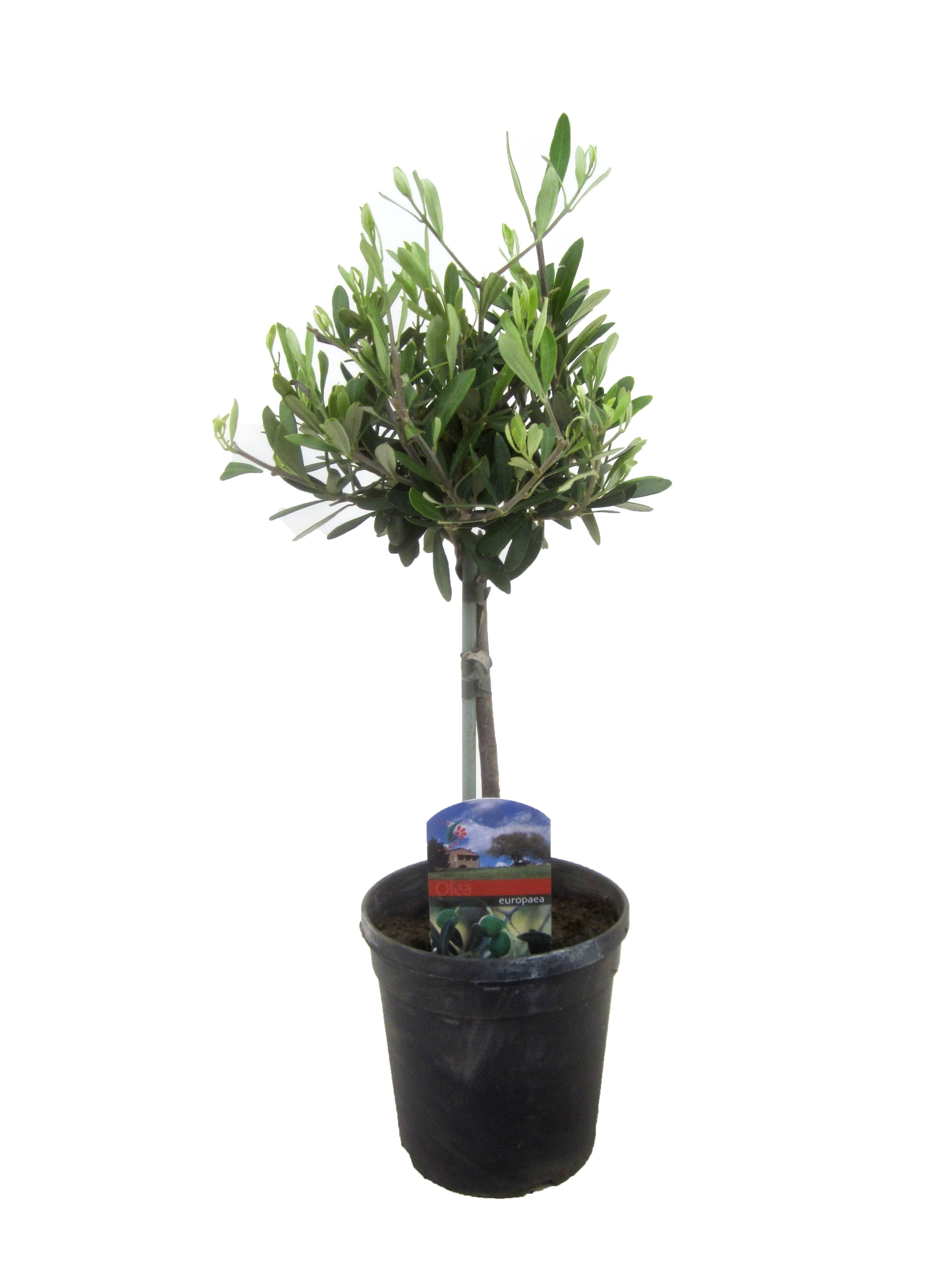 Olea pe o tija, in ghiveci