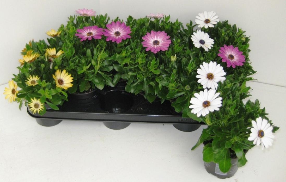 Mix Osteospermum, 10.5 cm