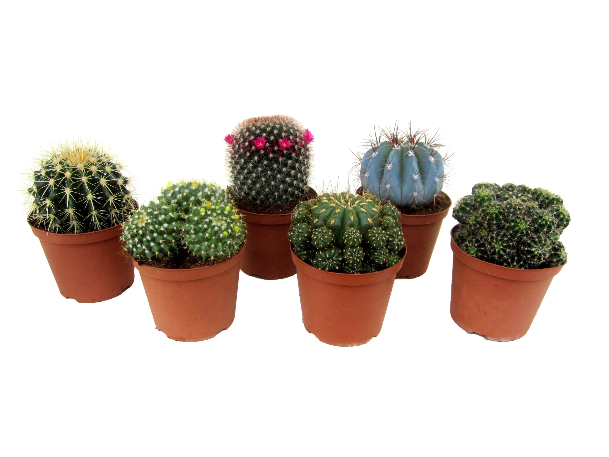 Mix Cactus exterior, in ghiveci