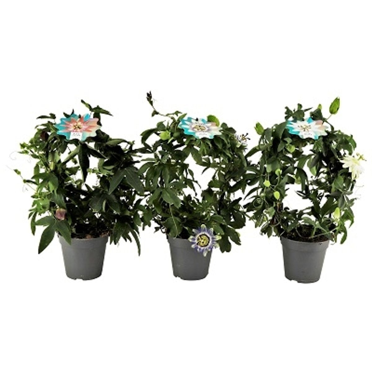 Planta Passiflora D12 cm, H30 40 cm